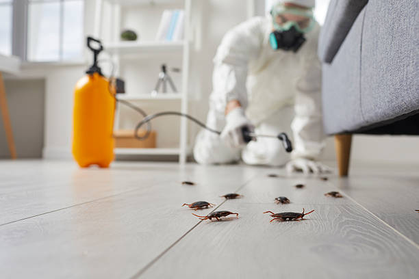 Commercial Rodent Management in Beresford